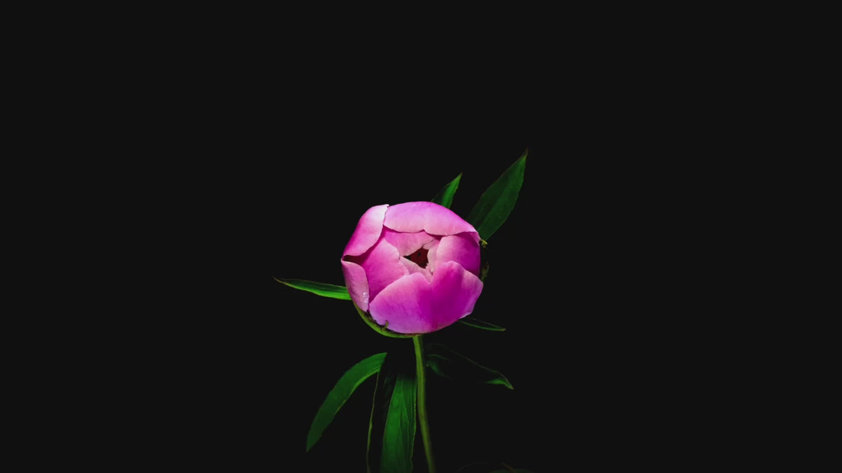 Video of a Peony blooming on a black background